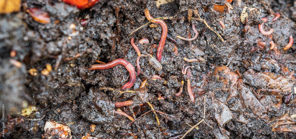 Vie microbienne du sol activée par l'engrais organique