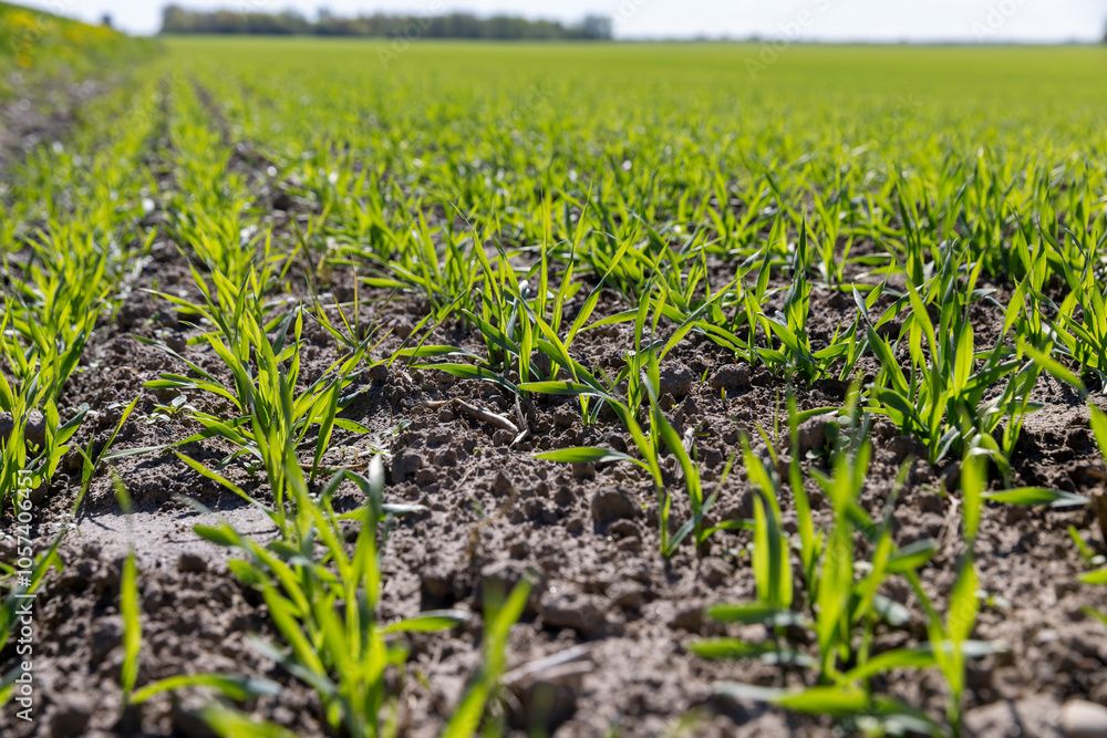 Plante vigoureuse nourrie par l'engrais Régal'Terre