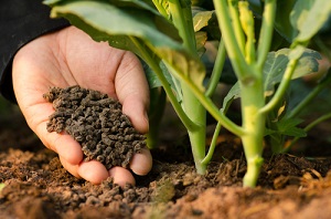 Les avantages d'un engrais organique naturel pour votre jardin