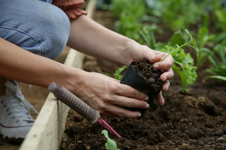 Comment connaître le pH de son sol de jardin ?