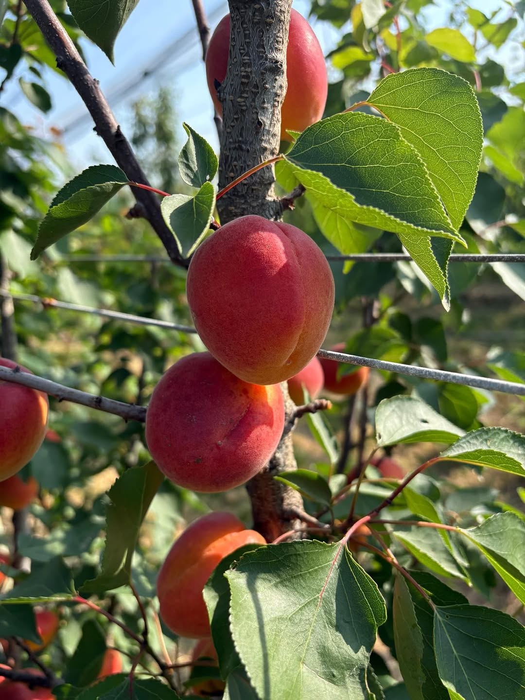 Il fait chaud… et vos plantes le ressentent aussi ! Offrez-leur Chloro Terre pour garder toute leur vigueur malgré la chaleur.