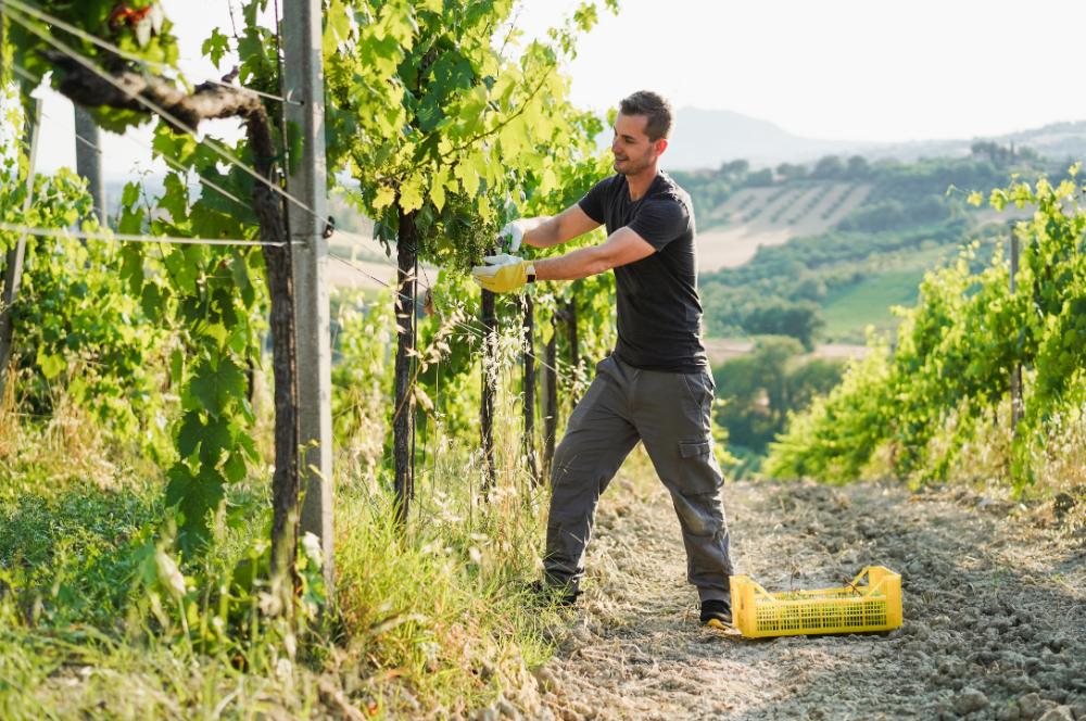 Chloro Terre — Viticulture et arboriculture