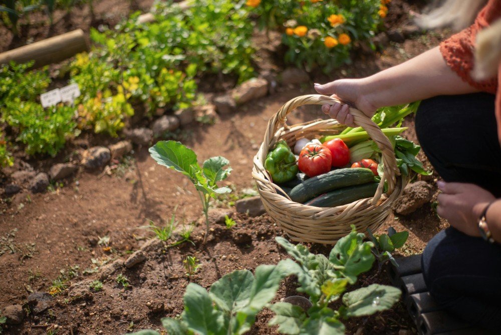Chloro Terre — usage Potager