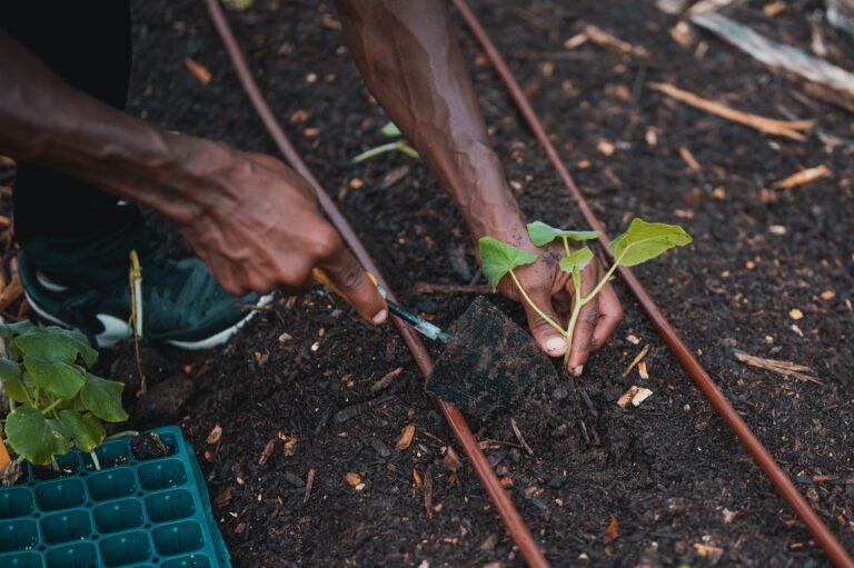 Pro Bio Terre - Compost fond